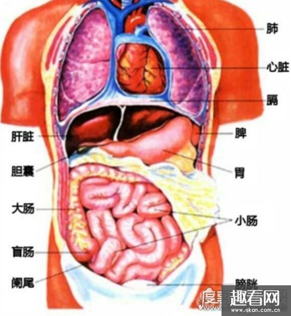 人体器官结构图五脏六腑肾的位置,11个部位功能和作用介绍